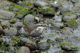 Grey-flanked Cinclodes