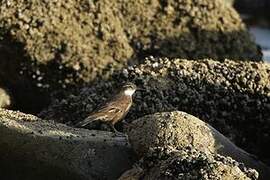 Chilean Seaside Cinclodes