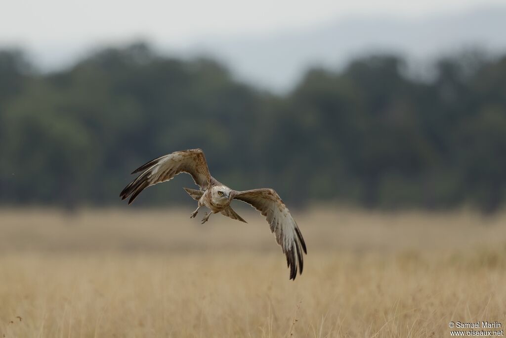 Black-chested Snake Eagleimmature, Flight