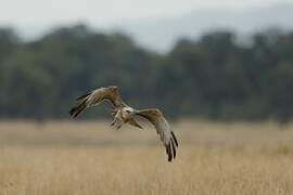 Black-chested Snake Eagle