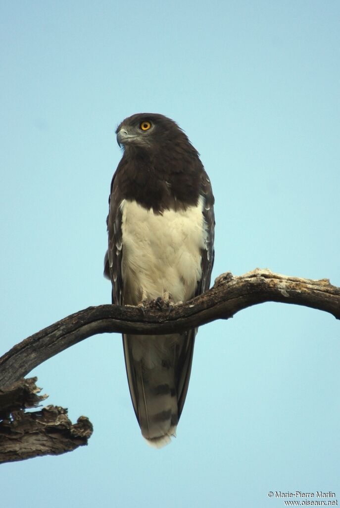 Black-chested Snake Eagleadult