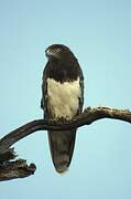 Black-chested Snake Eagle