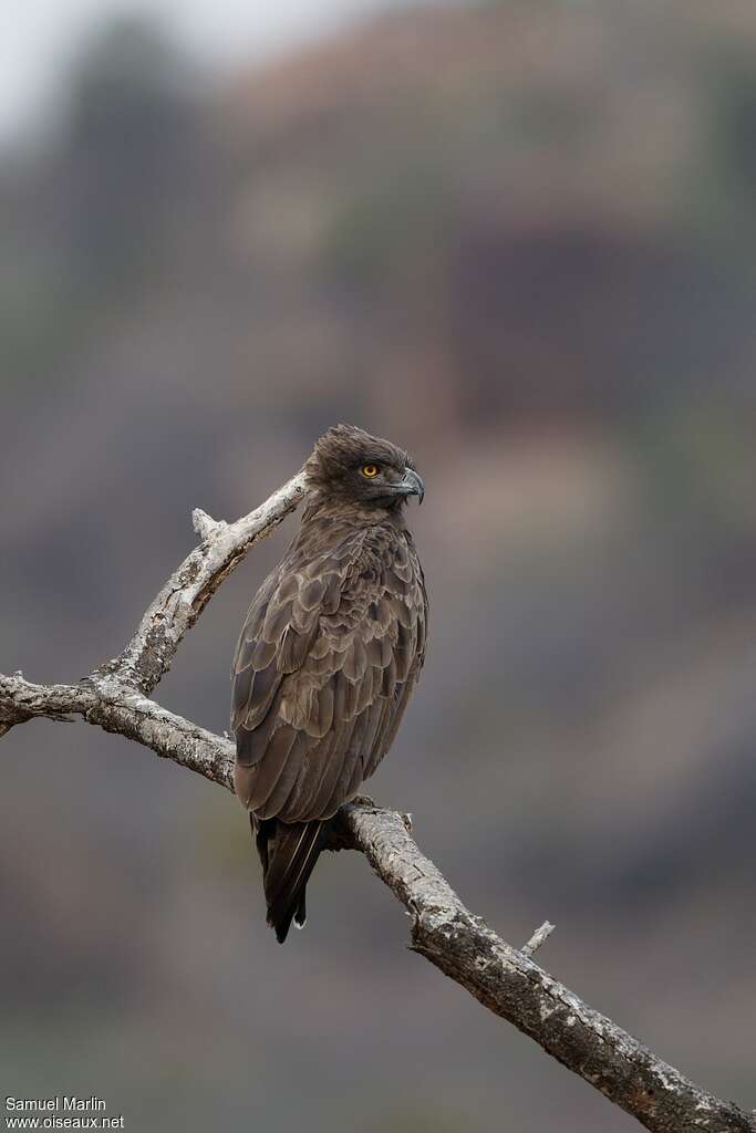 Circaète brunadulte, identification