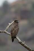 Brown Snake Eagle