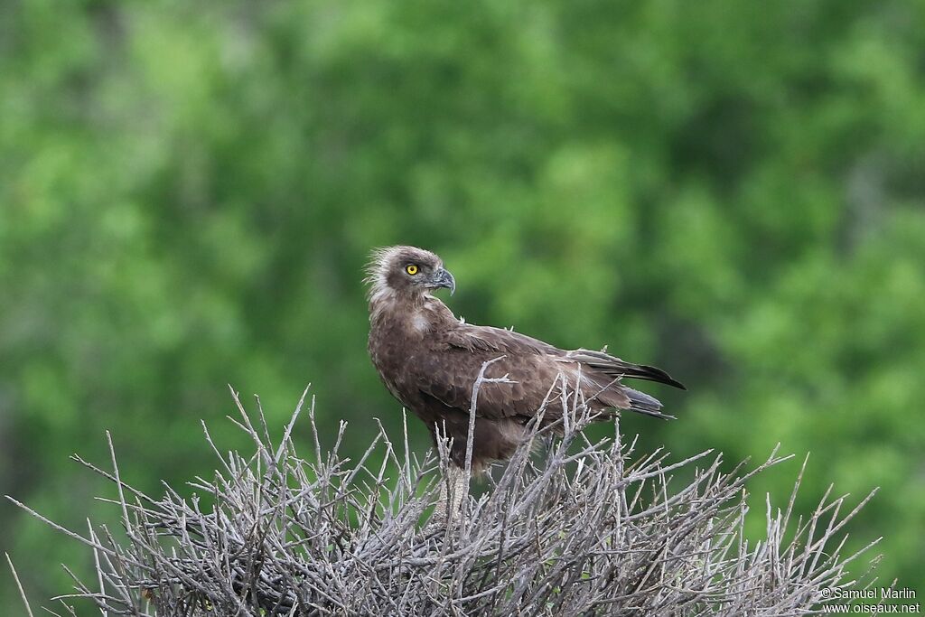 Brown Snake Eagleadult