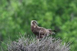 Brown Snake Eagle