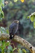 Western Banded Snake Eagle