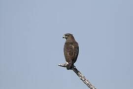 Western Banded Snake Eagle