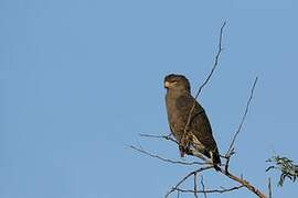 Western Banded Snake Eagle