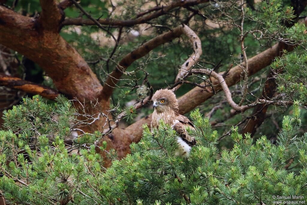 Short-toed Snake Eagle