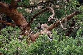 Short-toed Snake Eagle