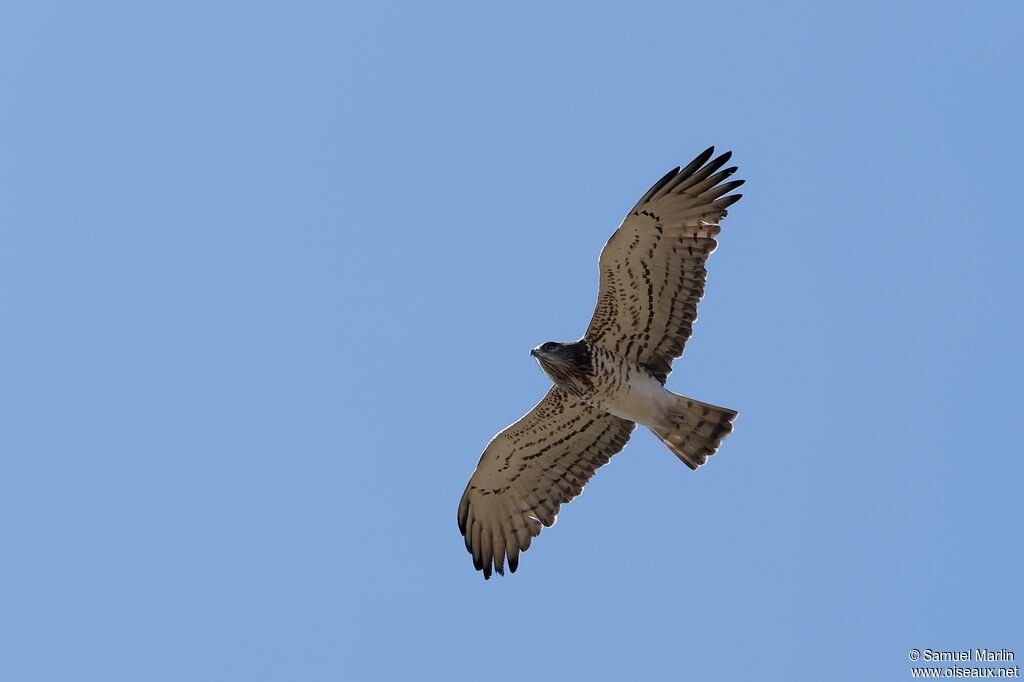 Short-toed Snake Eagle male, Flight