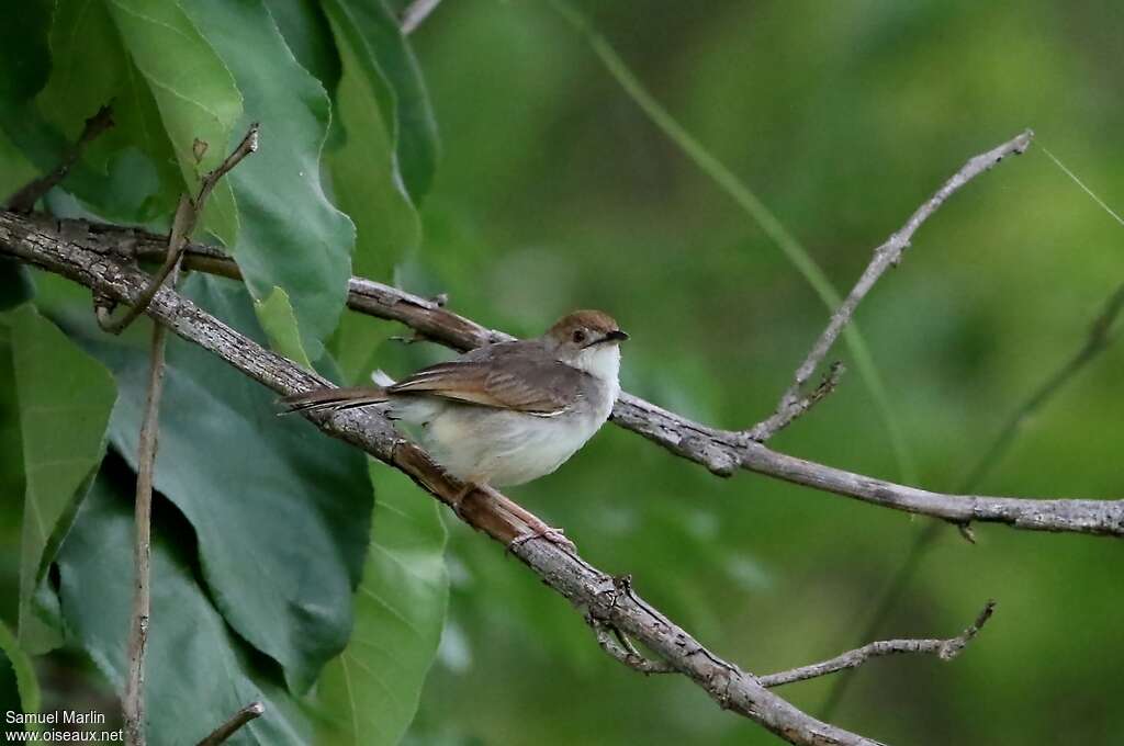 Singing Cisticolaadult, identification