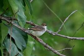 Singing Cisticola