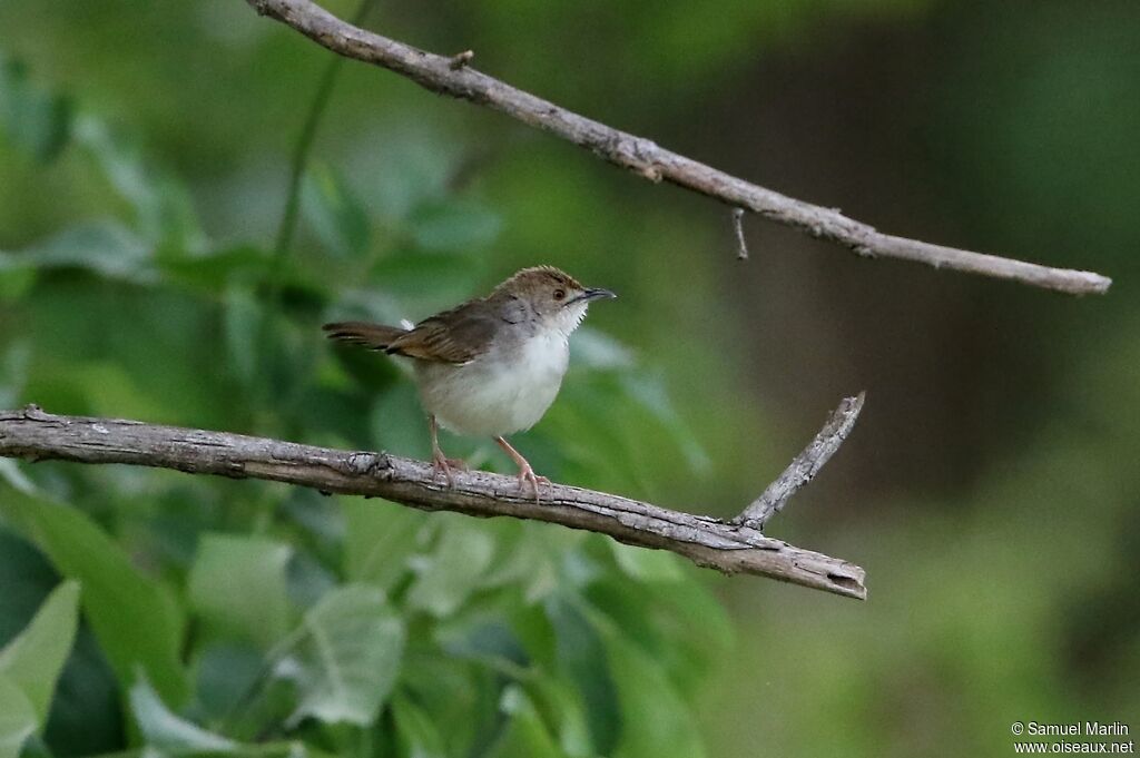 Singing Cisticolaadult