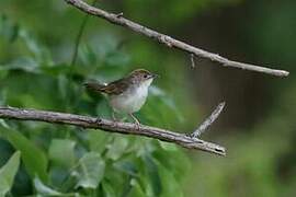 Singing Cisticola