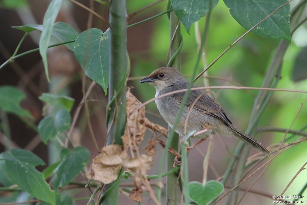 Chubb's Cisticolaadult