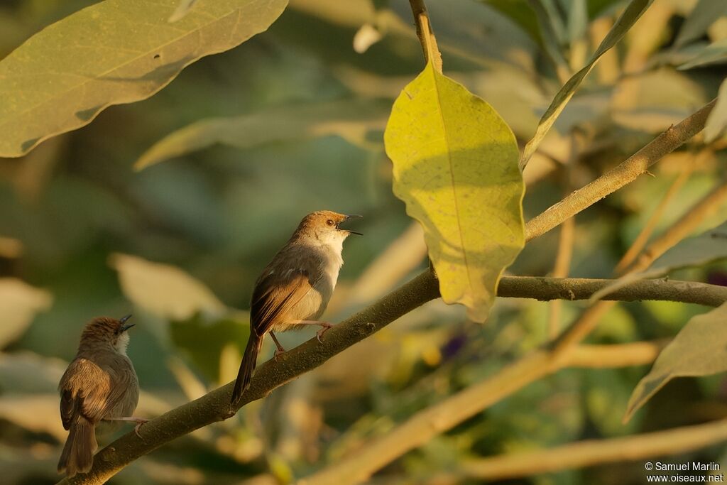 Chubb's Cisticolaadult