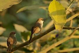 Chubb's Cisticola