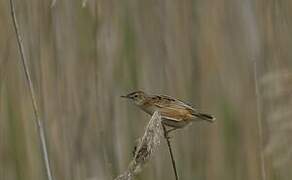 Zitting Cisticola