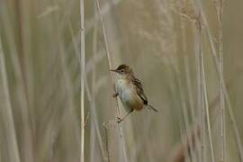 Zitting Cisticola