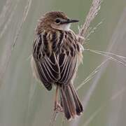 Zitting Cisticola