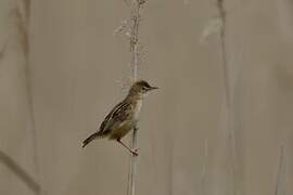 Zitting Cisticola