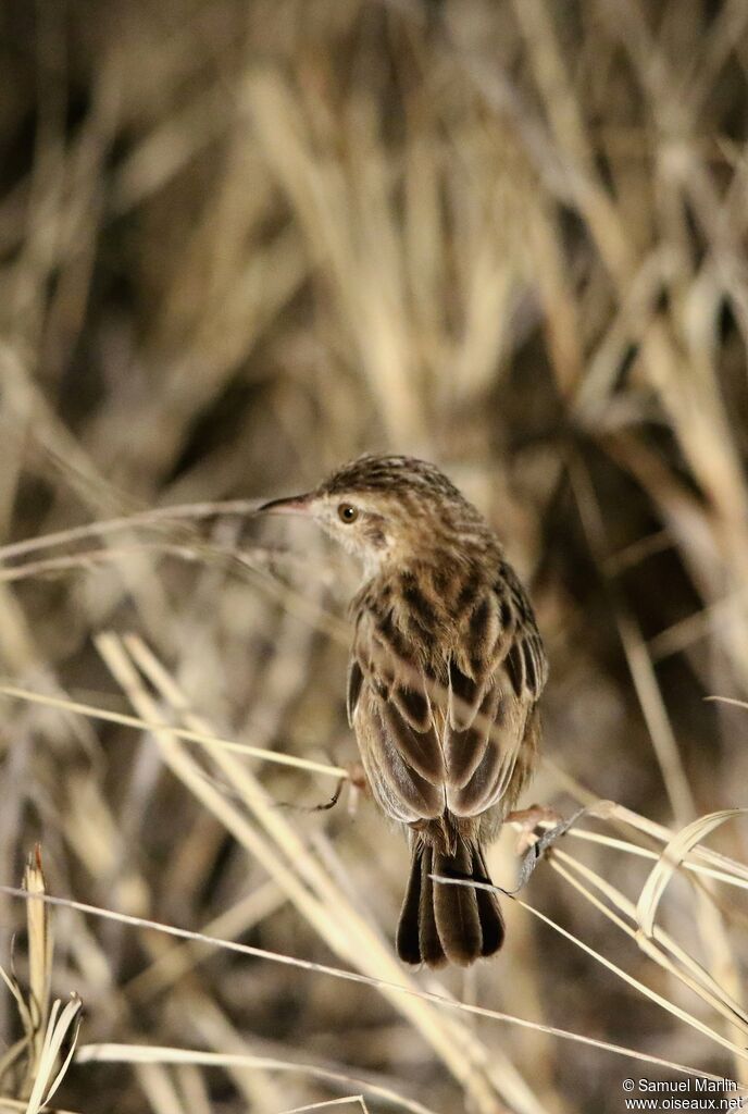 Desert Cisticolaadult