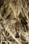 Desert Cisticola