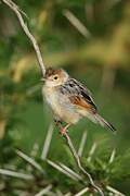 Winding Cisticola