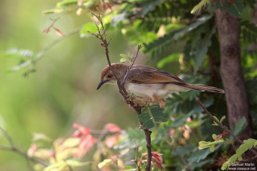 Rattling Cisticola