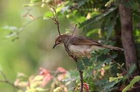 Rattling Cisticola