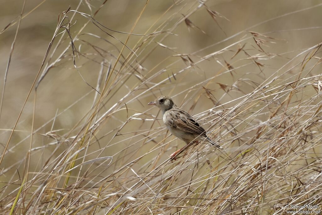 Rattling Cisticola male adult