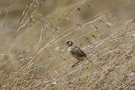 Rattling Cisticola