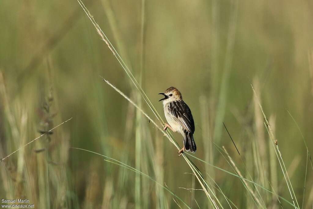 Stout Cisticola male adult, habitat, song