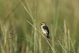 Stout Cisticola