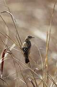 Croaking Cisticola