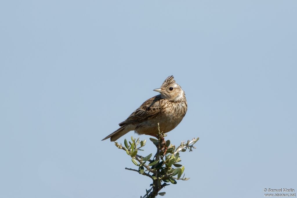 Crested Larkadult