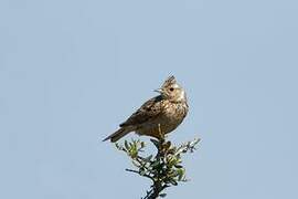 Crested Lark