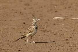 Crested Lark