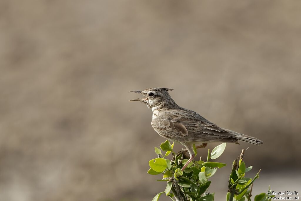 Cochevis huppéadulte