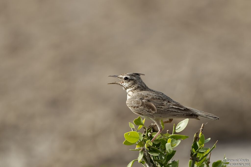 Crested Larkadult