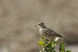 Cochevis huppé