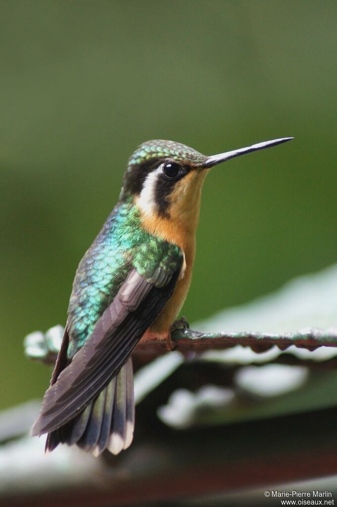 Purple-throated Mountaingem female adult