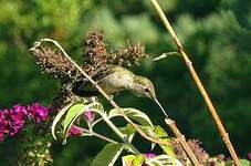 Colibri à gorge rubis