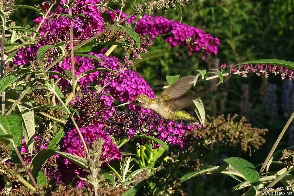 Ruby-throated Hummingbird female adult, Flight, eats