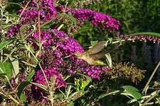 Colibri à gorge rubis