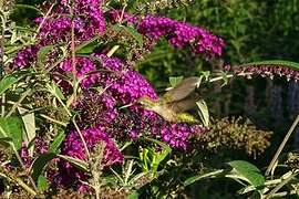 Colibri à gorge rubis