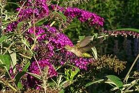 Colibri à gorge rubis