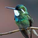 Colibri à queue grise